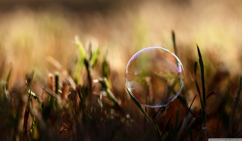 Мыльный пузырь на траве