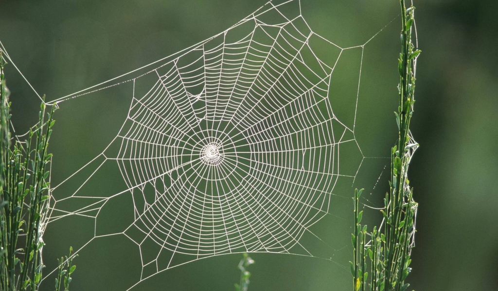 Паутина между двух зеленых стеблей