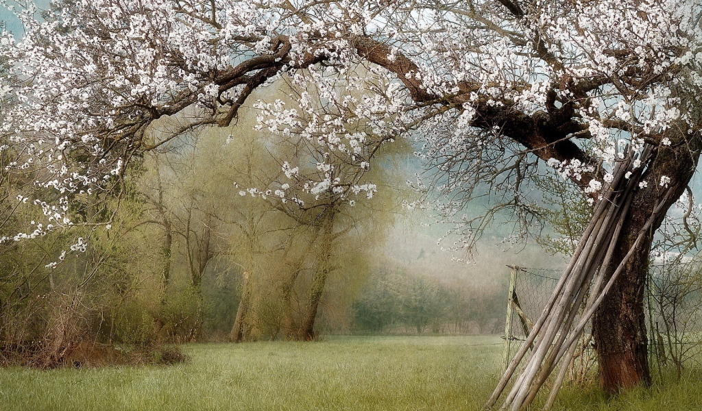 Палки у ствола цветущего дерева