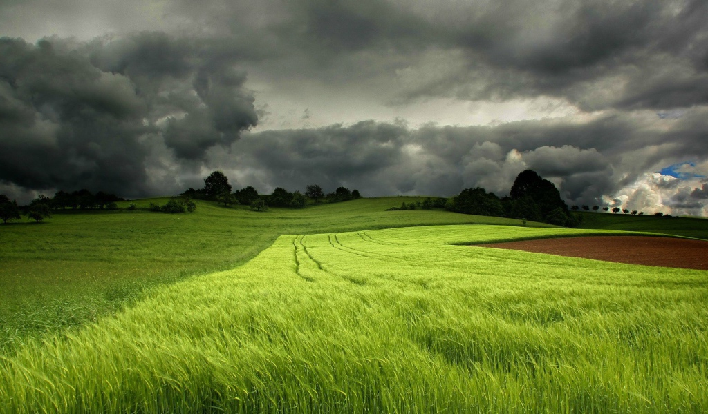 Грозовые тучи над полем зеленой пшеницы