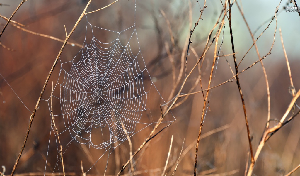 Нити паутины среди сухих веток