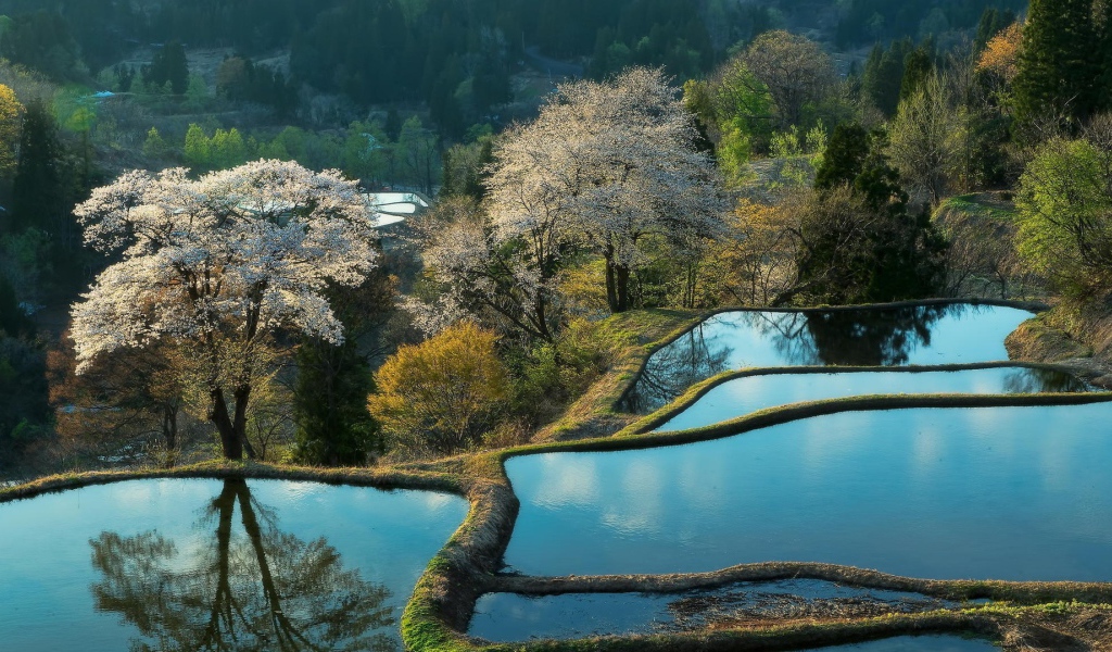 Террасы покрытые водой и цветущие деревья