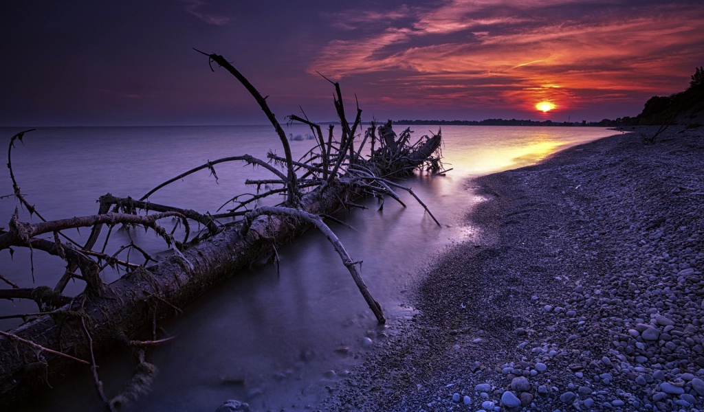 Ствол дерева прибило к берегу