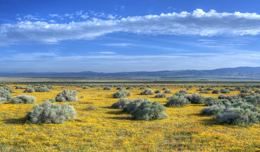 Растительность на равнине в предгорье