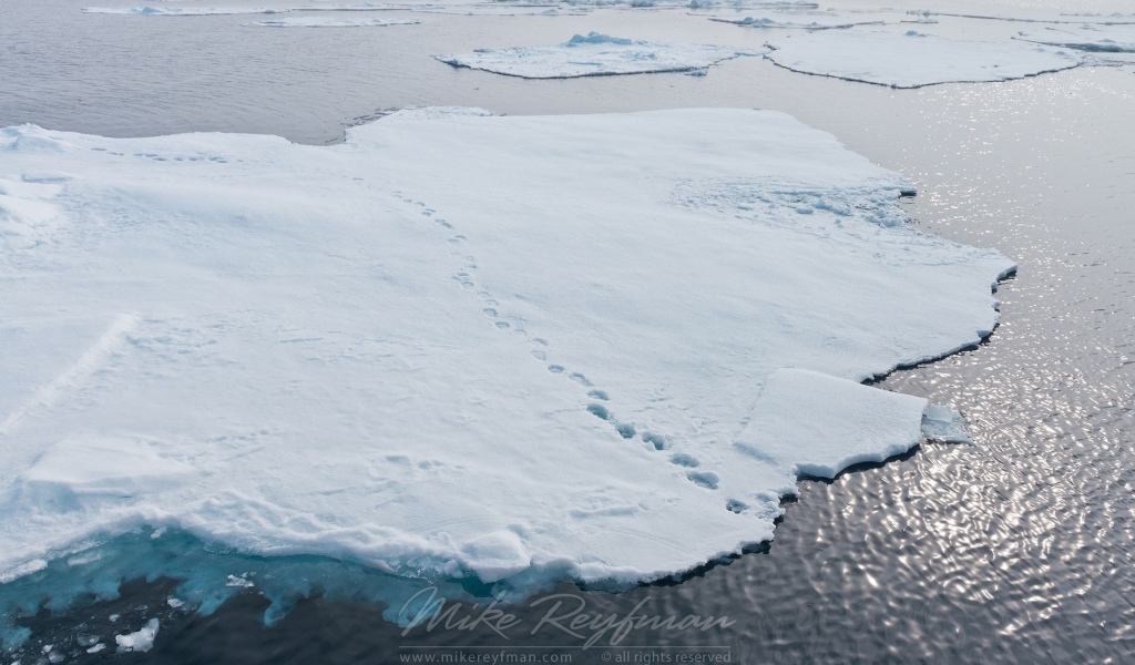 Следы зверей на отколовшихся льдинах