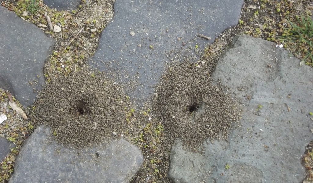 Следы земляных червей среди брусчатки