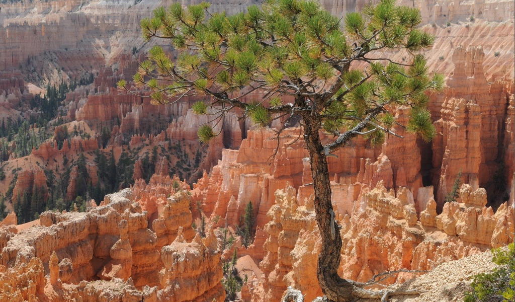 Дерево на фоне каньона Брюса