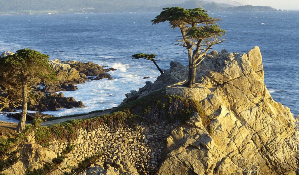 Дерево на каменной скале над морем