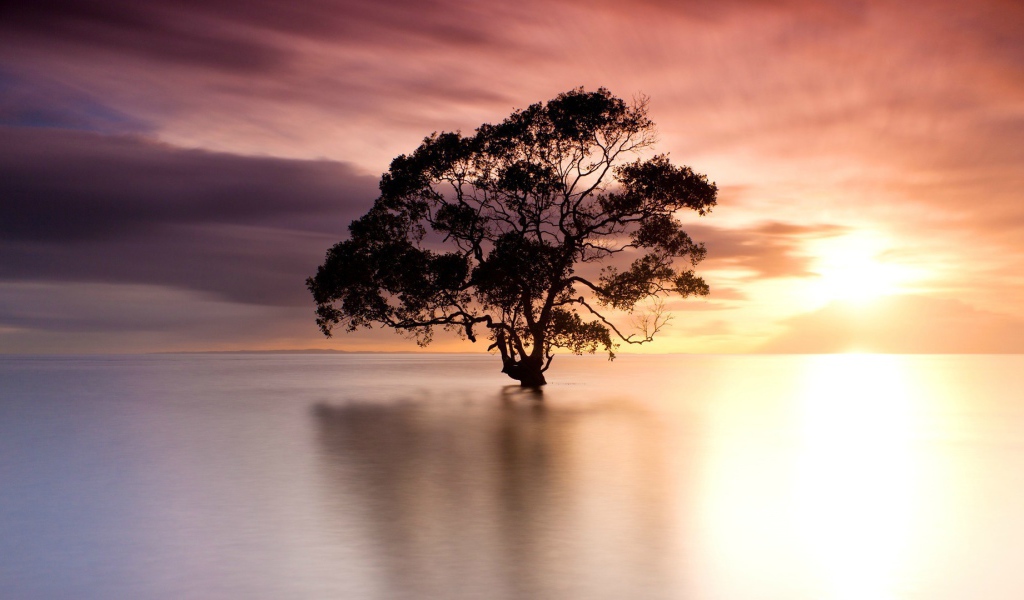 Дерево стоит в воде на фоне розового неба