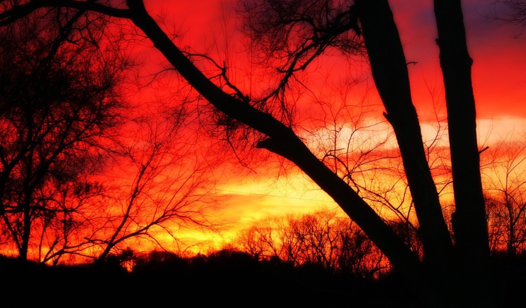 Деревья на фоне огня