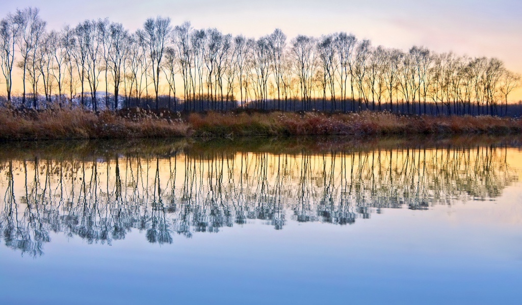 Деревья без листьев отражаются в воде