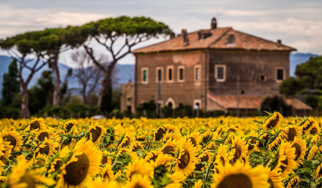Вилла позади поля подсолнухов