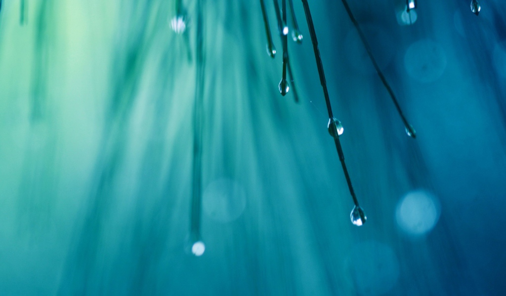 Капли воды на кончиках хвои