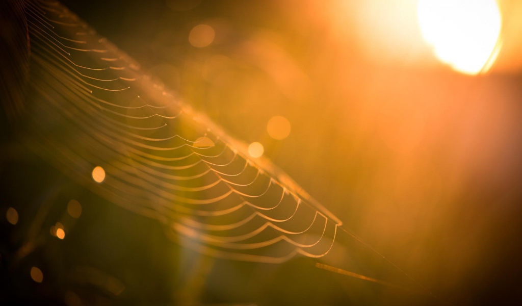 Паутина в лучах закатного солнца