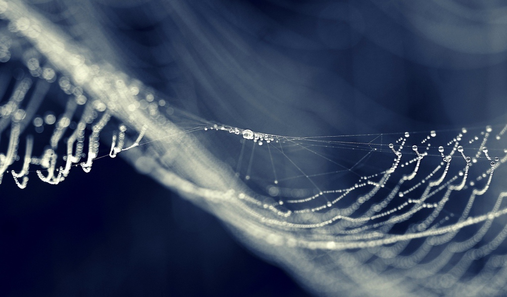 Паутина провисла от влаги