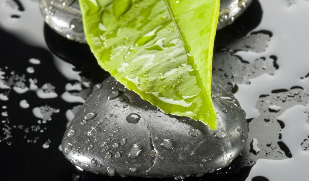 Мокрый лист на мокром черном камне