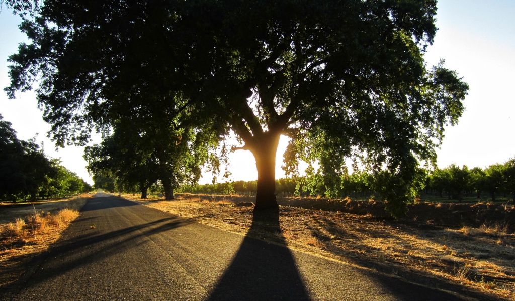 Wide crown at a roadside tree