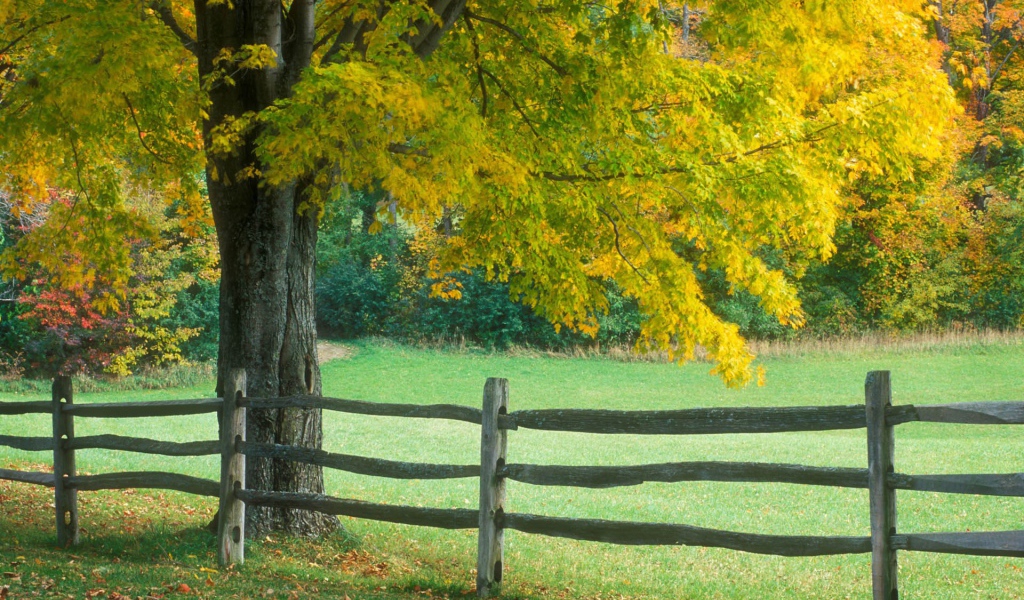 Деревянный забор у нежно зеленого дерева