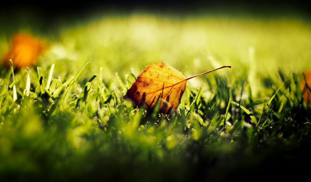 Желтый лист на зеленой траве