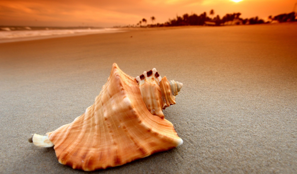 Пустая ракушка на песке пляжа
