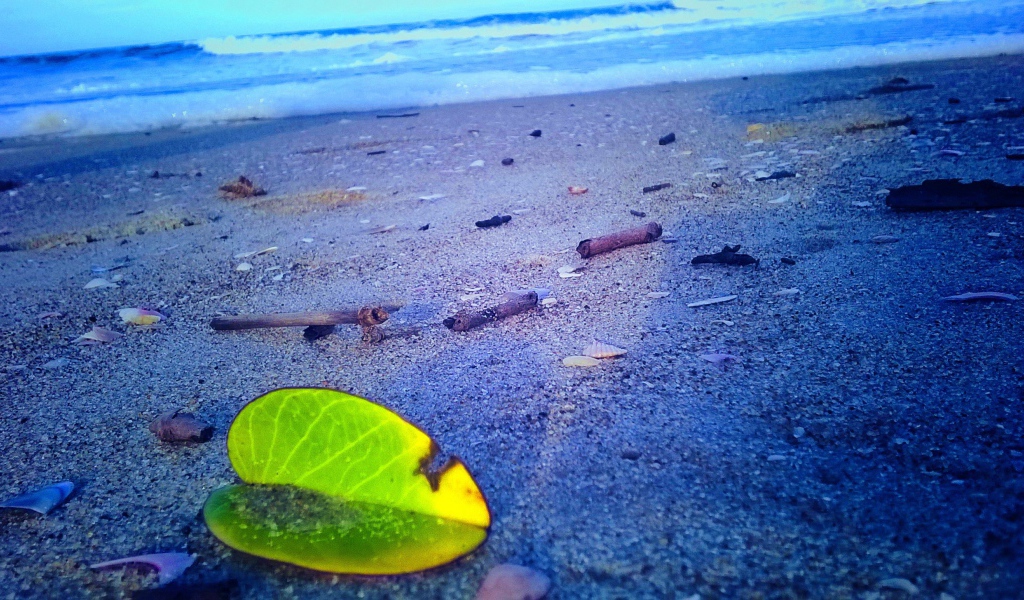 Лист растения на песке пляжа