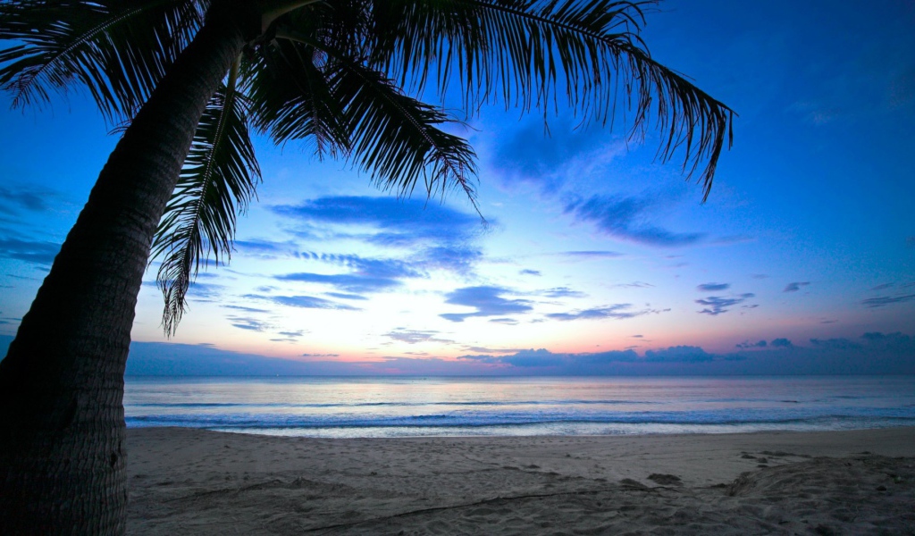 Пальма на пляже на Карибах