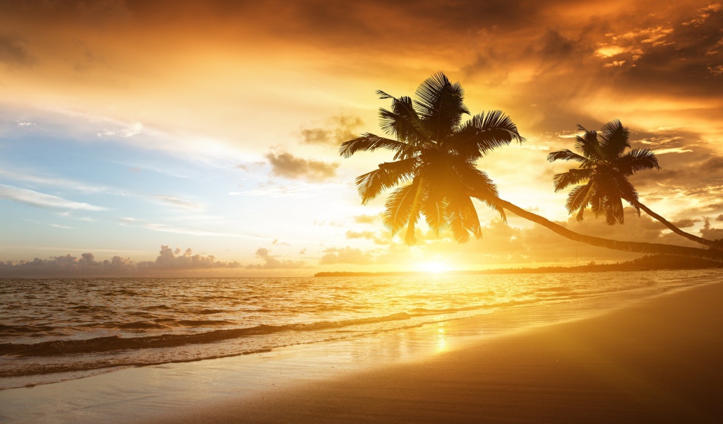 Пальмы на пляже в жаркий вечер