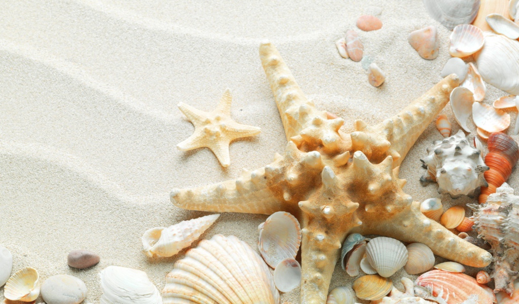 Окаменевшая звезда на пляже