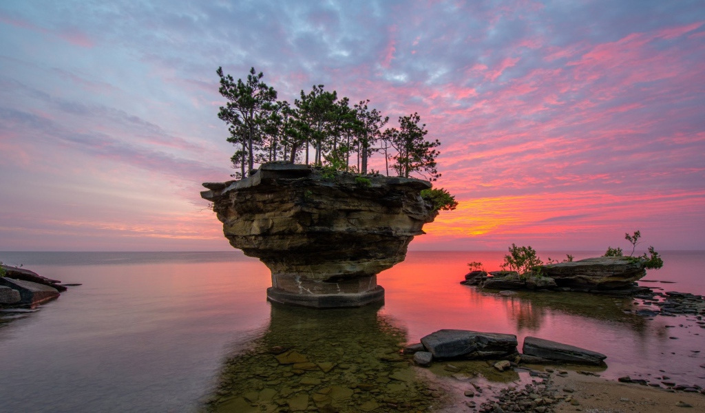 Растения на плоской прибрежной скале