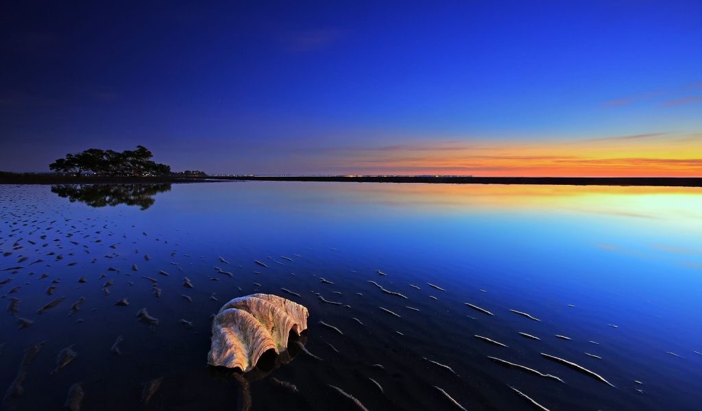 Ракушка на пляже во время прилива