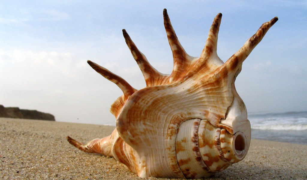 Большая раковина на пляже