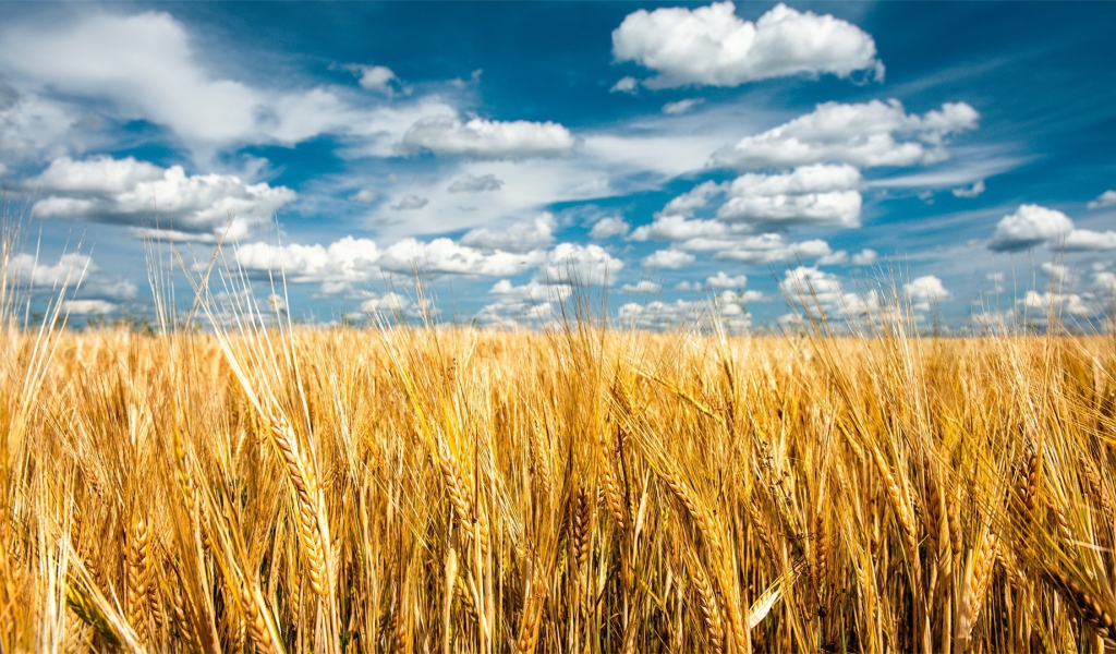 Облака над полем пшеницы