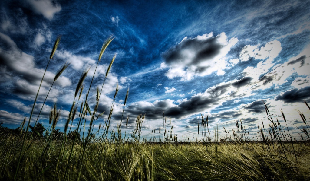 Колоски пшеницы под облаком