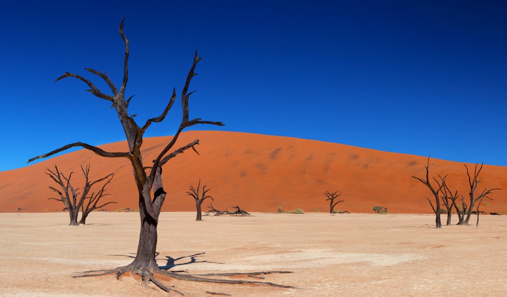 Мертвые деревья в пустыне