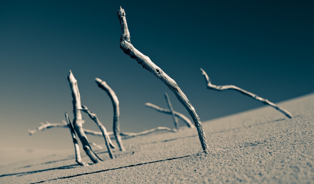 Сухие ветки торчат в песке