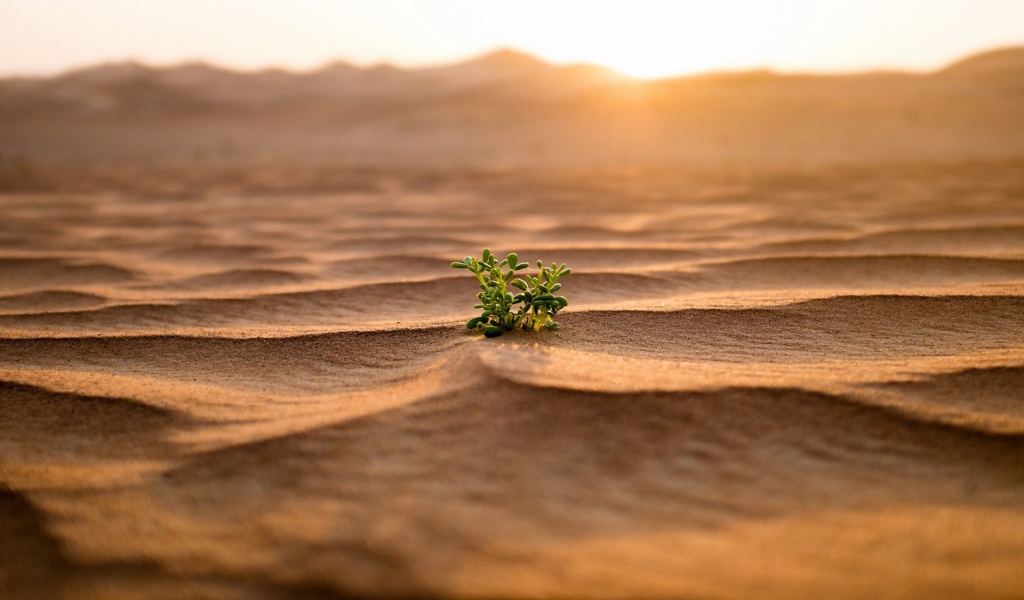Одинокий зеленый росток среди пустыни