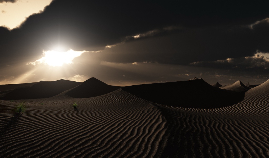 Одинокие растения в пустыне