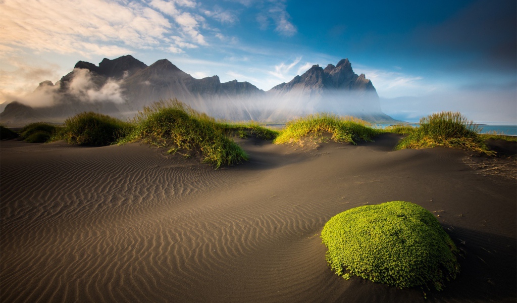 Растения на вершинах барханов в пустыне