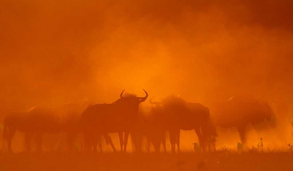 Песчаная буря в пустыне