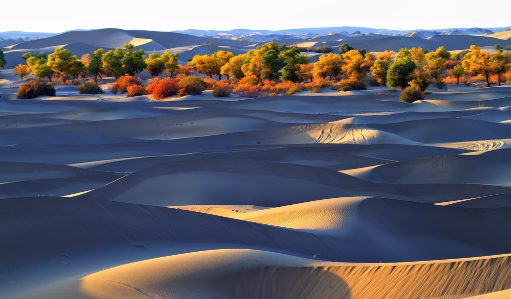 Деревья оазиса среди песков