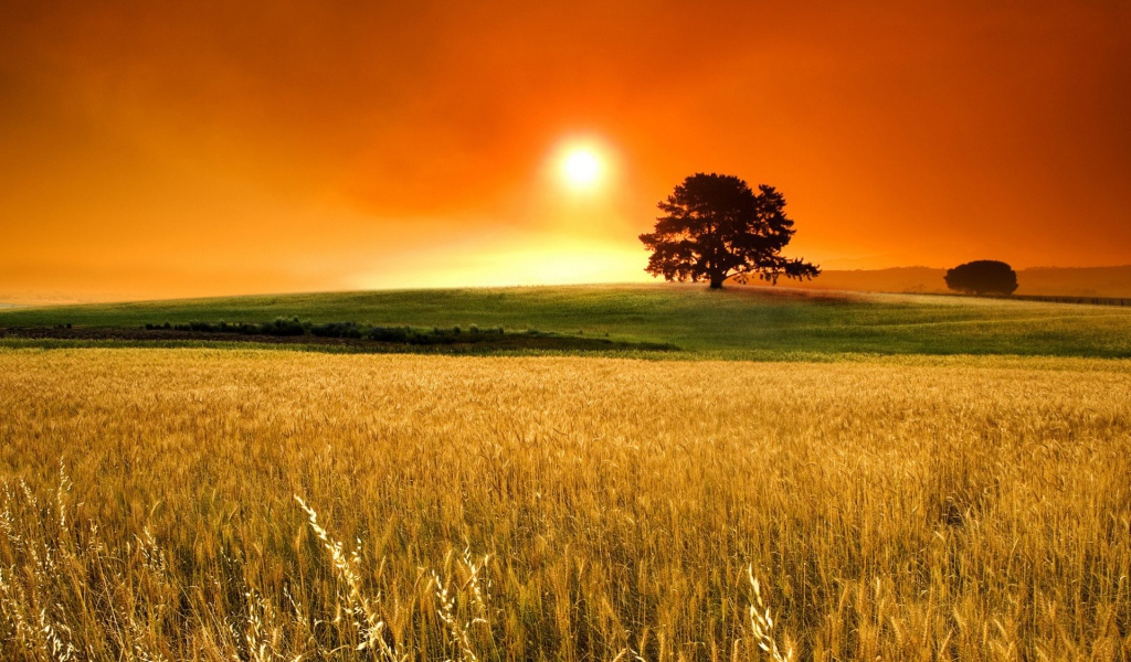 Поле пшеницы под оранжевым небом