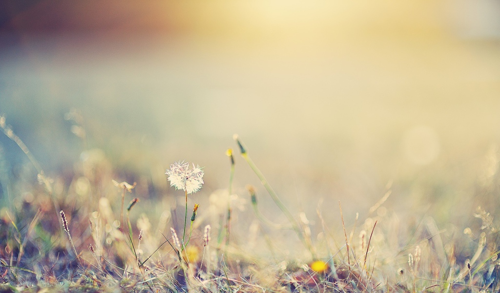 Одинокий одуванчик в поле