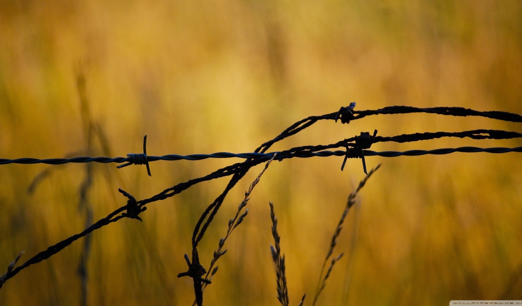 Колючая проволока в поле