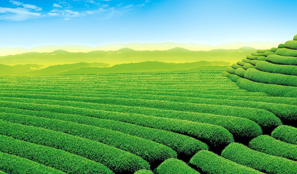 Красивое зеленое поле в холмистой местности