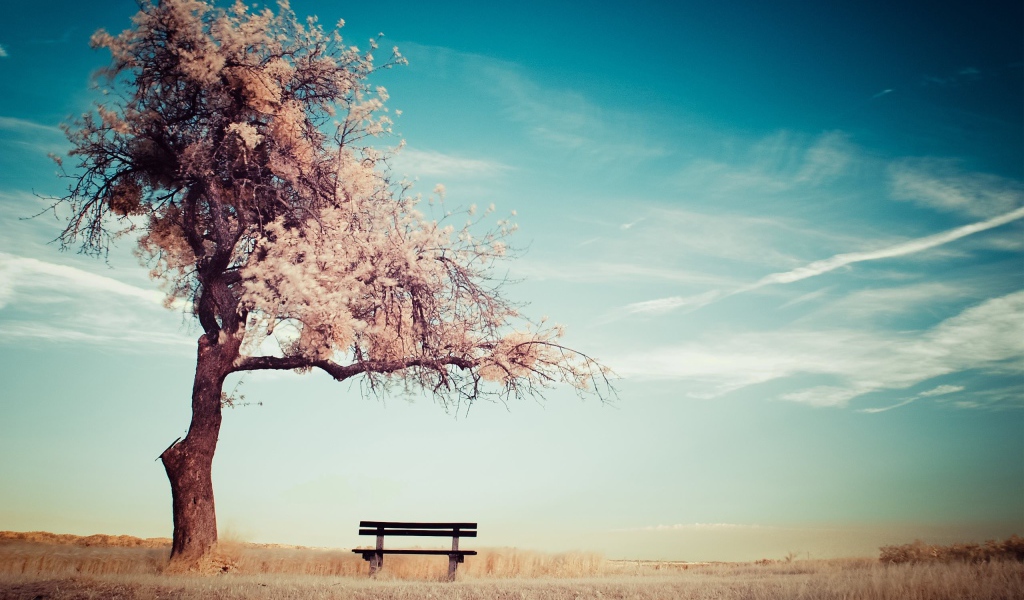 Скамья среди поля под цветущим деревом