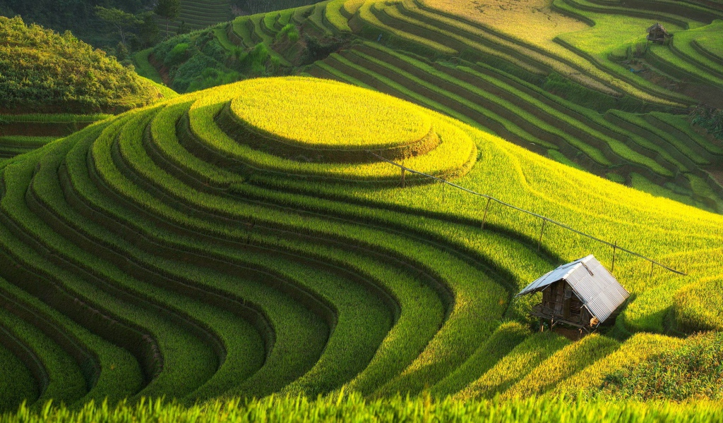 Возделанные поля на холме