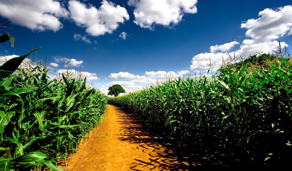 Грунтовая дорога в кукурузном поле