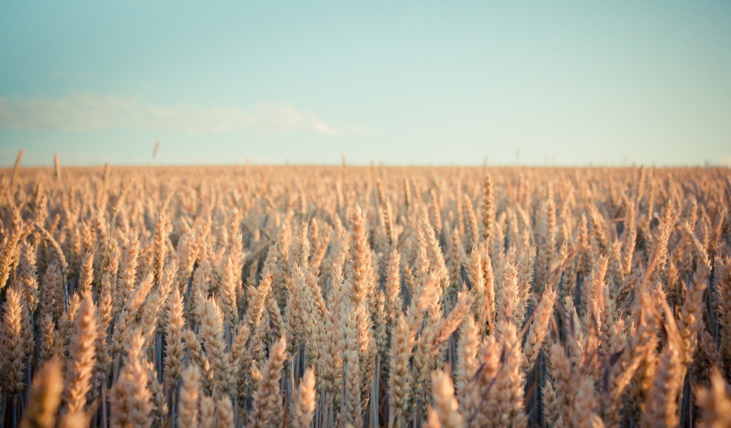 Поле зрелой пшеницы в лучах солнца