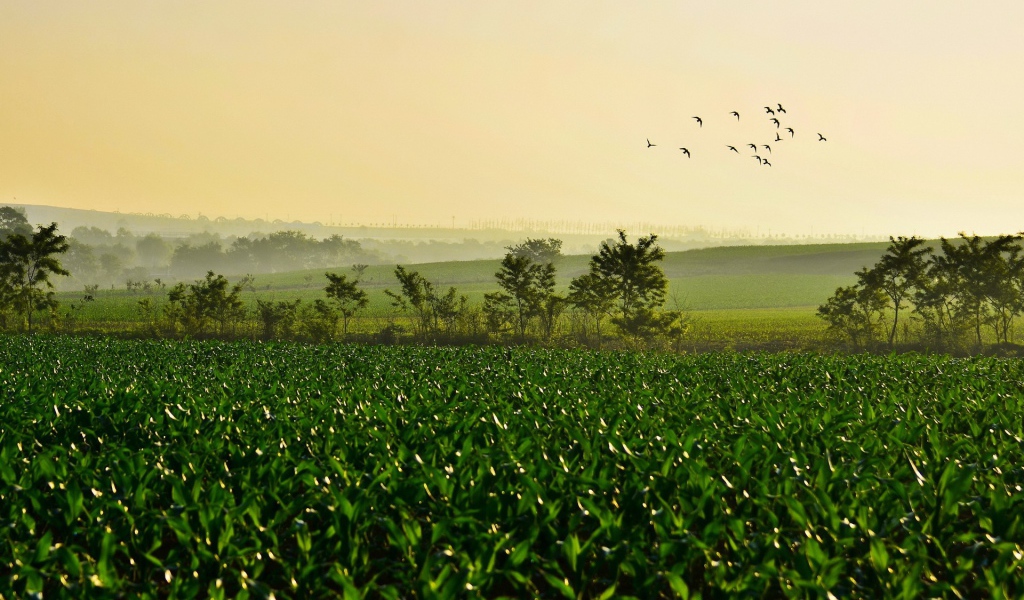 Поле молодых ростков чая