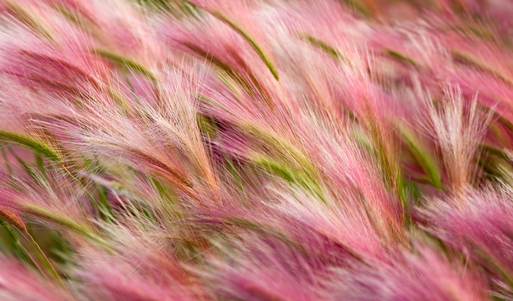 Поле с розовыми колосками